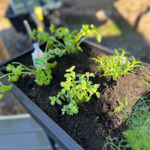 Garden box indoor/outdoor Self watering. In stock.