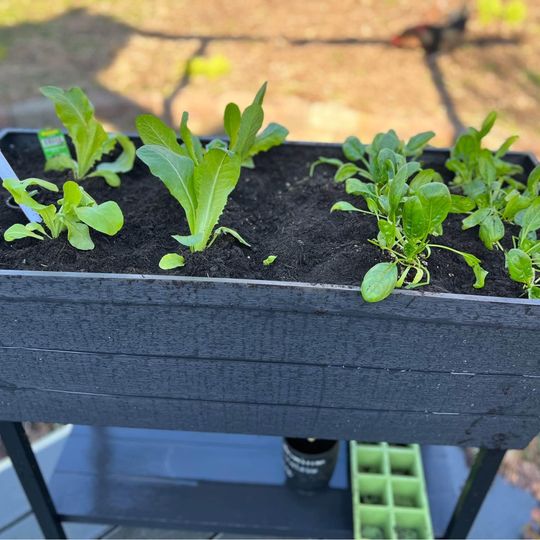 Garden box indoor/outdoor Self watering. In stock.