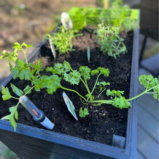 Garden box indoor/outdoor Self watering. In stock.