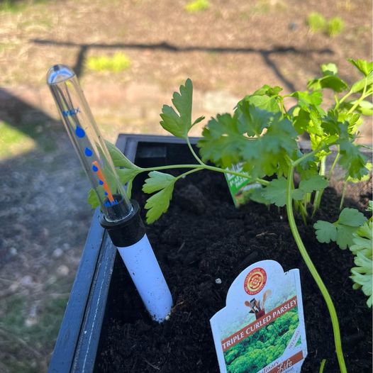 Garden box indoor/outdoor Self watering. In stock.