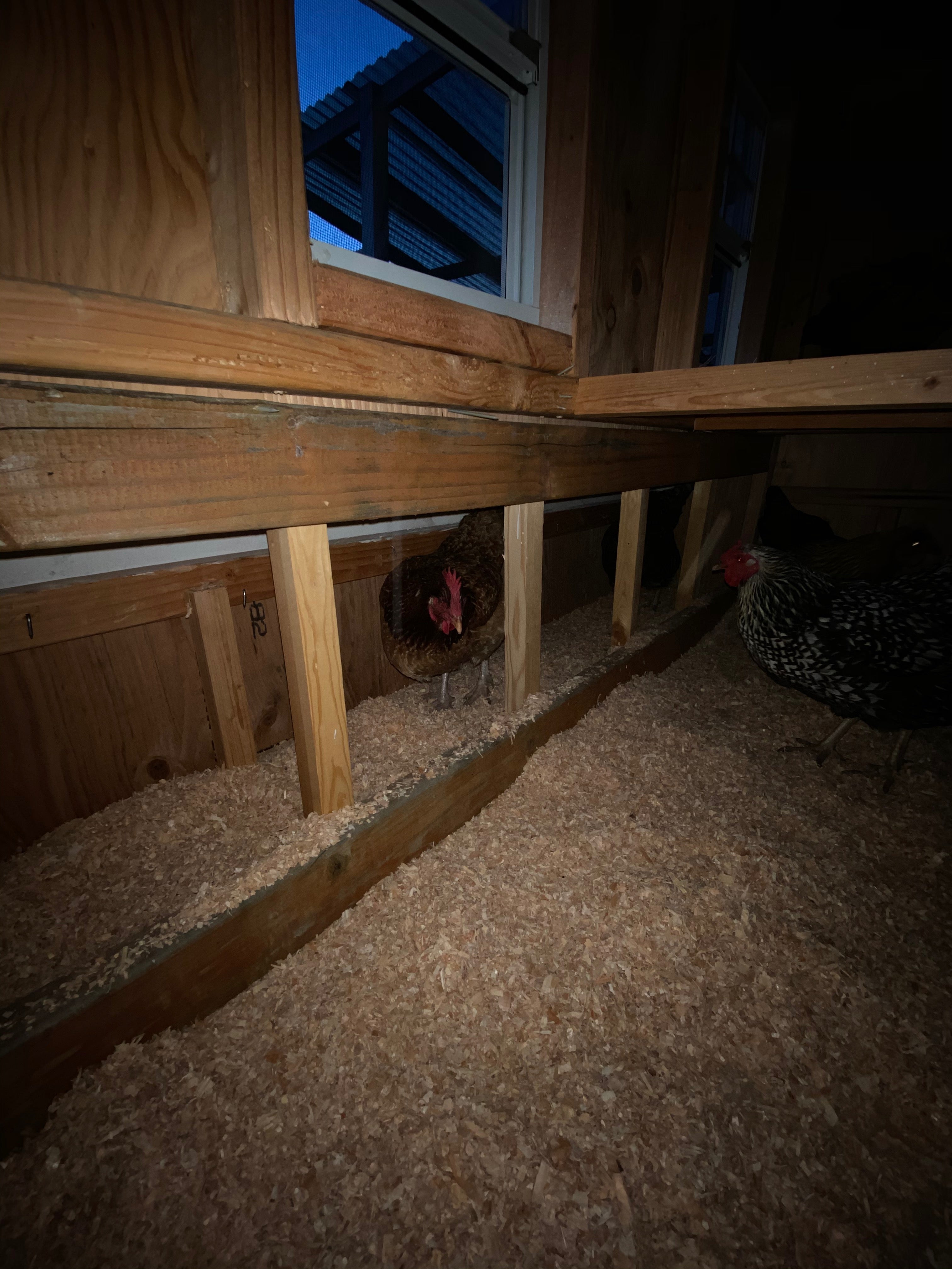 Large chicken coop plans