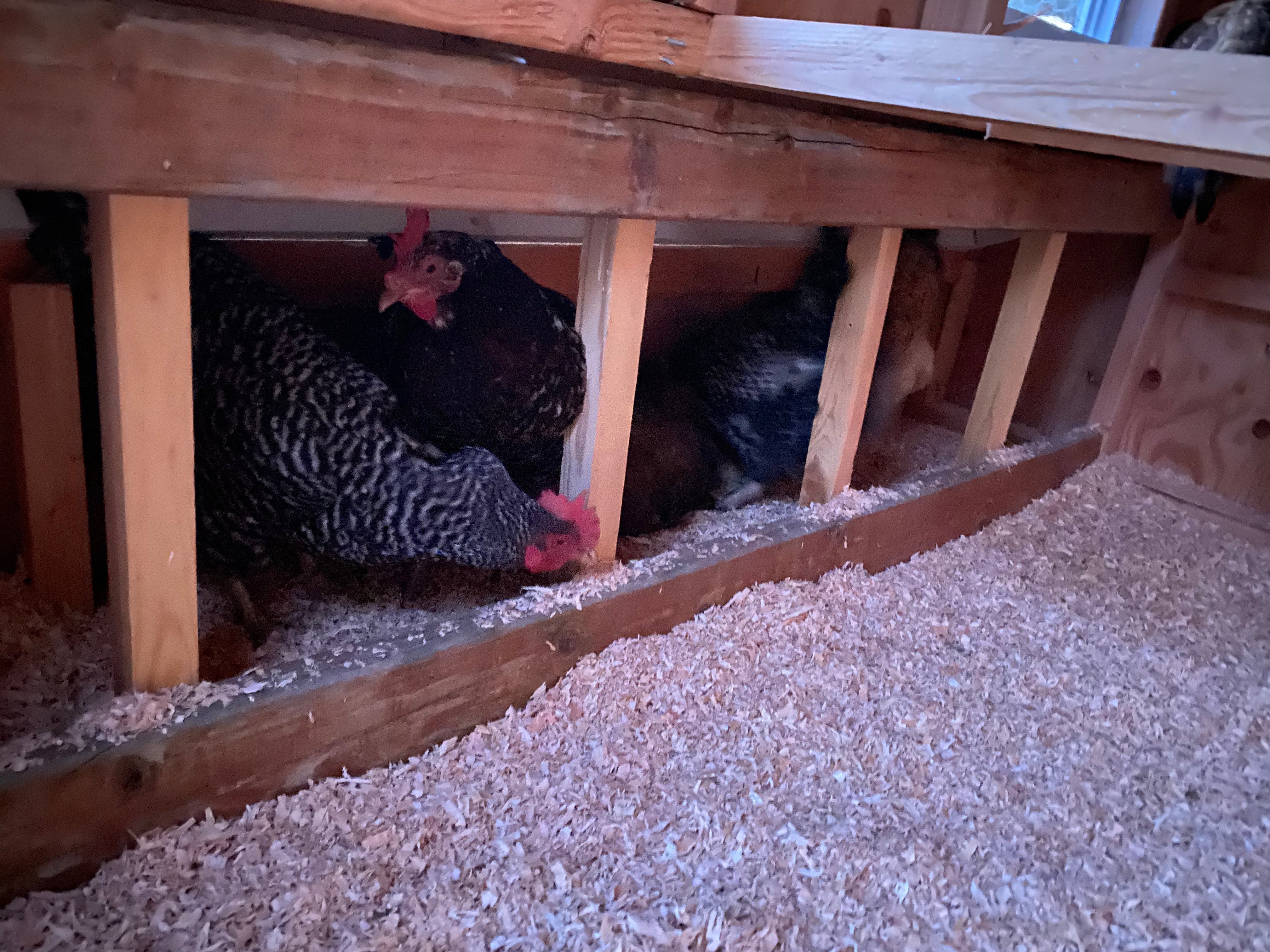 Large chicken coop plans