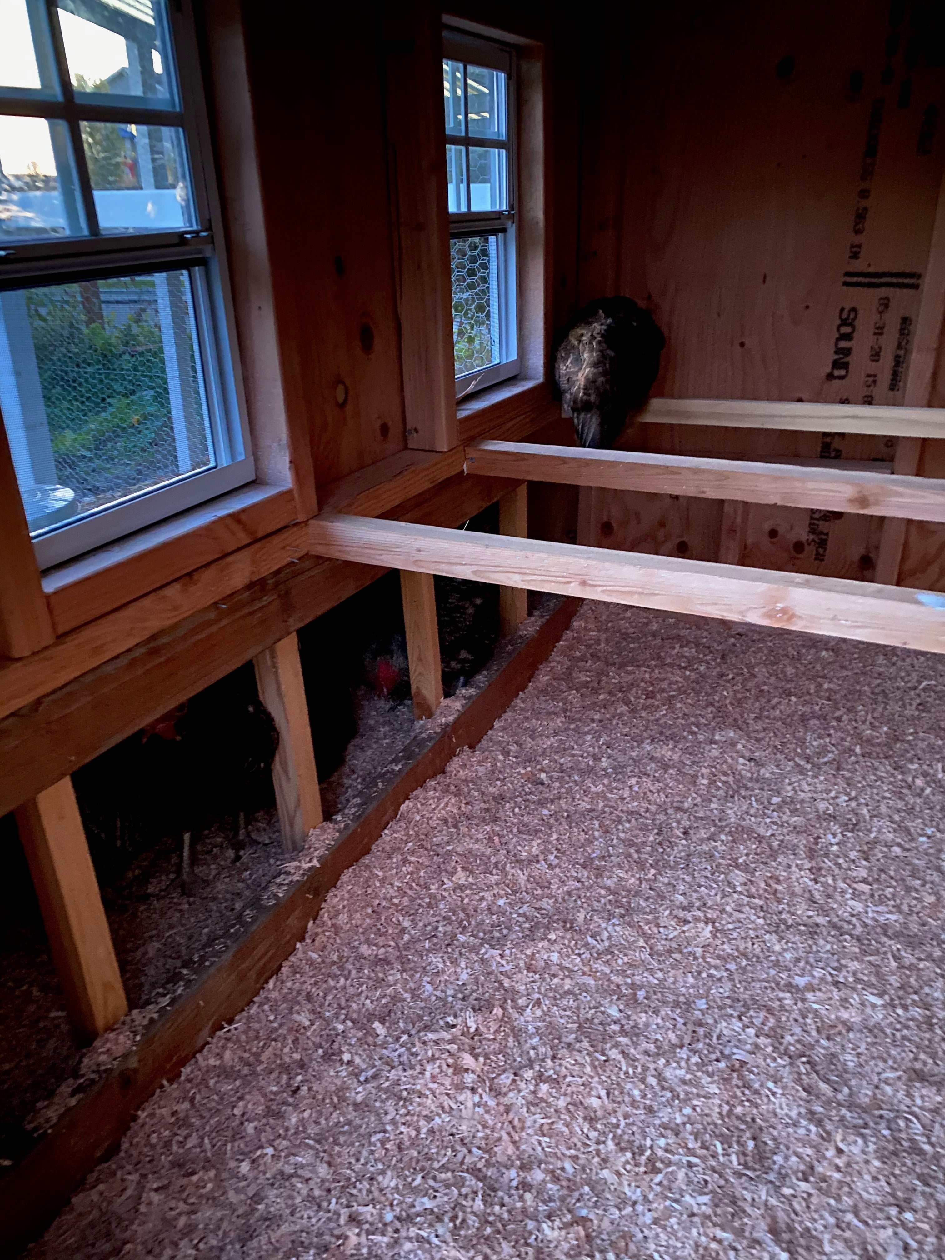 Large chicken coop plans